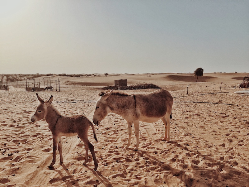 Desert Donkey Abu Dhabi
