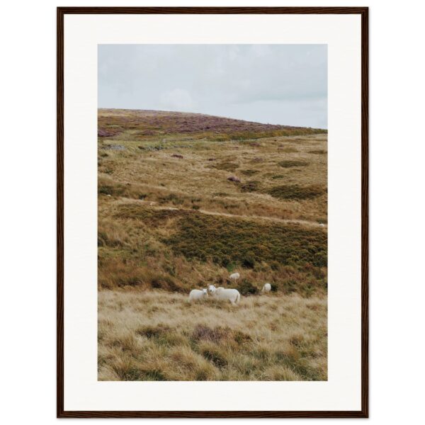 Sheep in Goyt Valley, Peak District travel Print