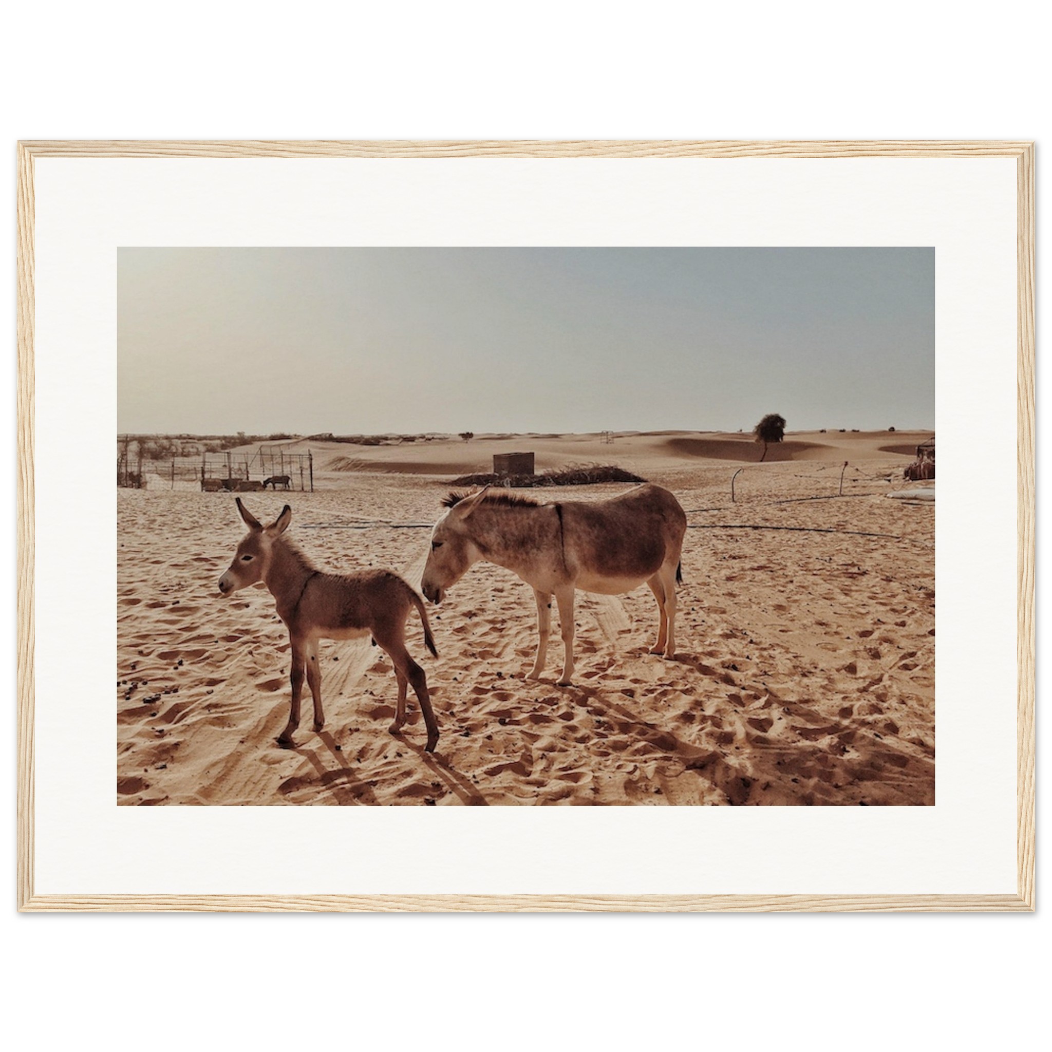 Arabian Wild Abu Dhabi Framed Travel Print