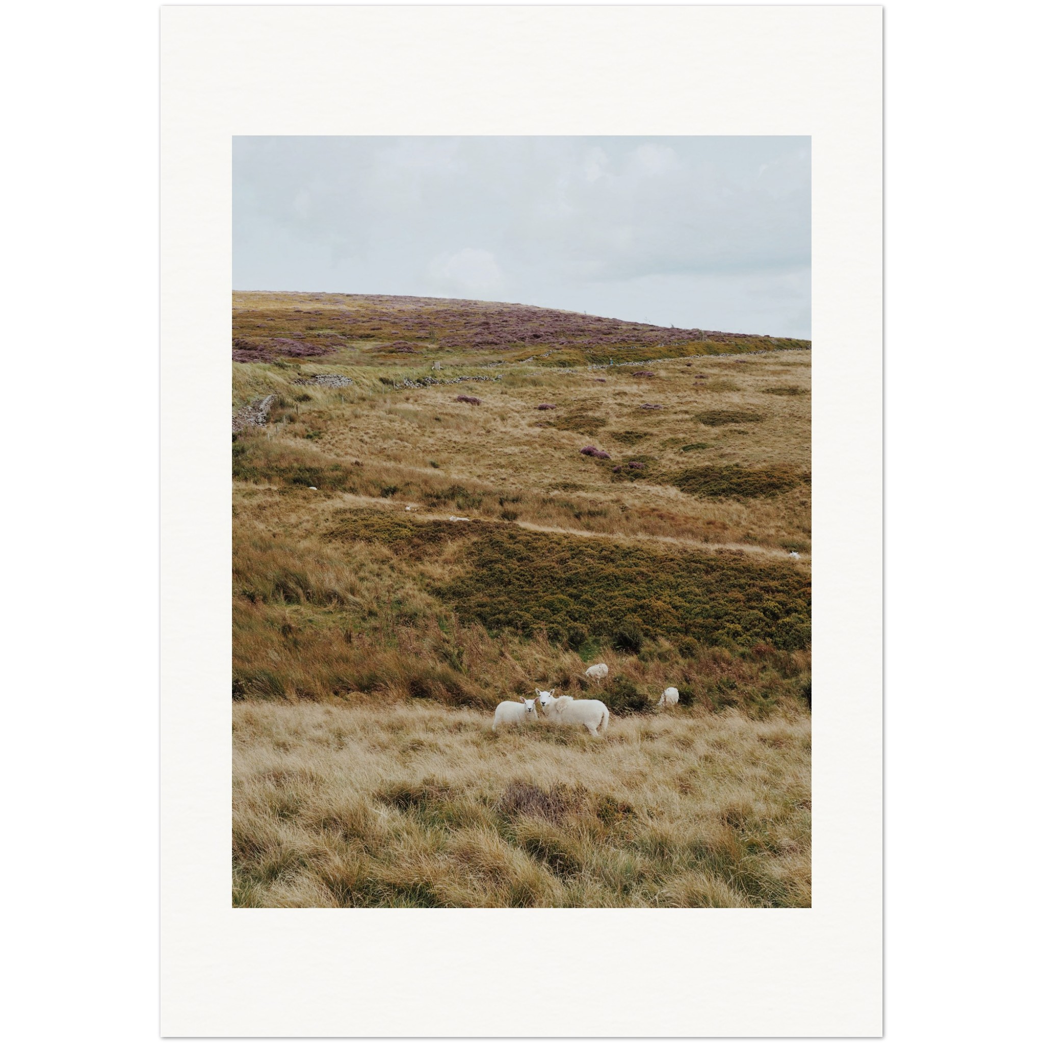 Sheep at Goyt Valley Travel Print