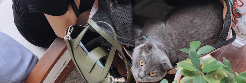Pet Friendly Hotel in Penang with Eedris